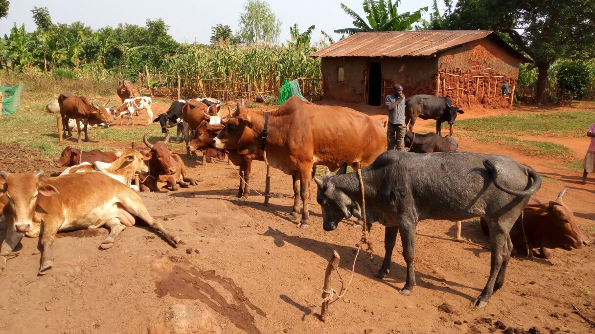 Tracking The Movements Of People And Their Livestock Zoonotic And 