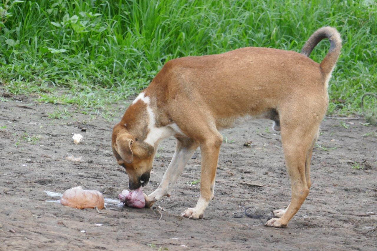 The Historical Roots of Zoonotic Disease Surveillance